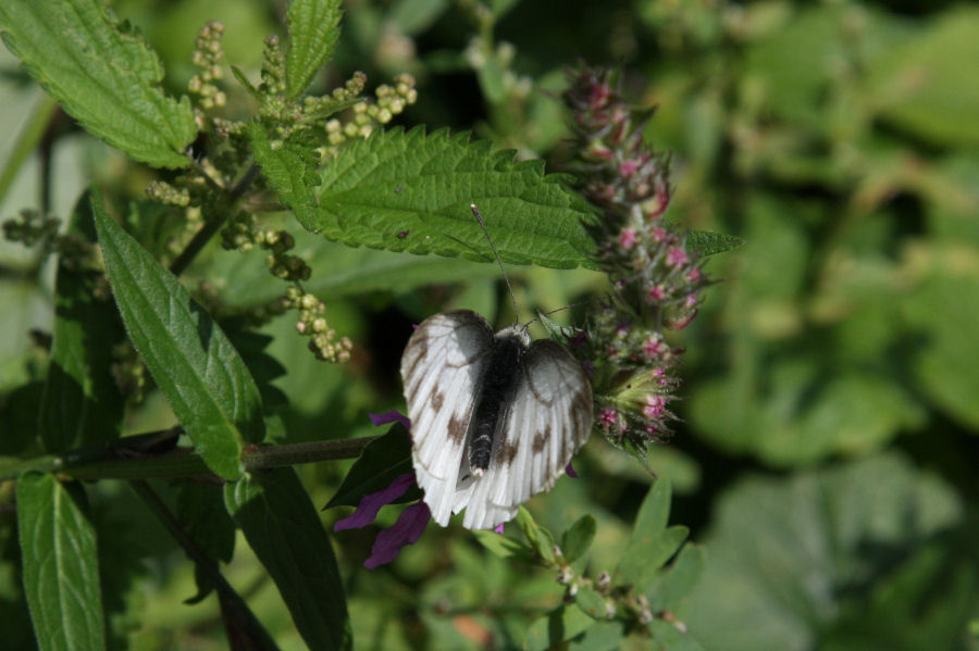 Pieris napi?